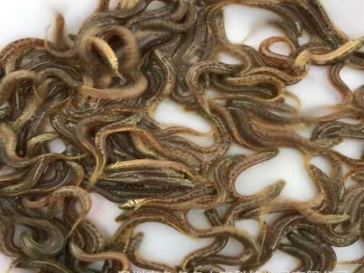 泥鳅鱼苗 台湾泥鳅苗 小泥鳅苗活体 泥鳅水花 泥鳅鱼苗放生供应图4
