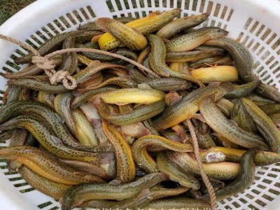 泥鳅鱼苗 台湾泥鳅苗 小泥鳅苗活体 泥鳅水花 泥鳅鱼苗放生供应图5