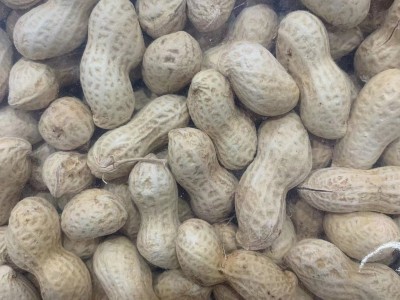 齐兴-小珍珠花生 蒜香味 整箱10斤图4