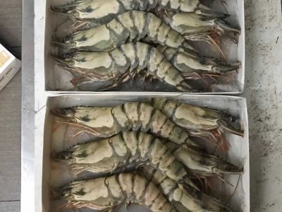 冷冻大花虾 大对虾6头 虎虾海鲜 冷冻九节虾 各规格黑虎虾 净重60图2