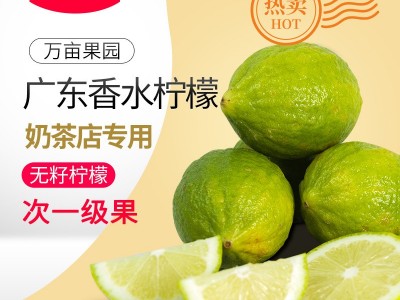 正宗产地广东当季香水柠檬次一级果新鲜现摘奶茶店用厂家直销批发图1