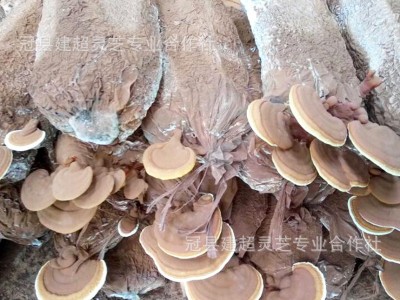 产地批发投料灵芝 二茬赤灵芝 产地货源图2