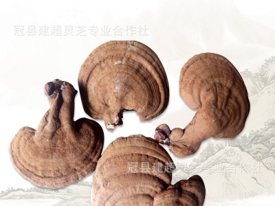 产地批发投料灵芝 二茬赤灵芝 产地货源图5