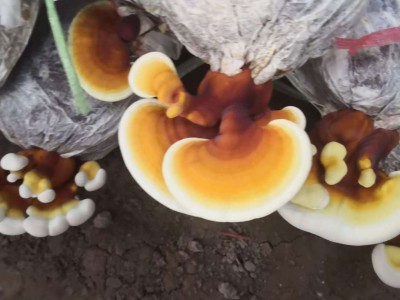 基地直供药厂投料灵芝 农家合作社自产自销赤灵芝图5