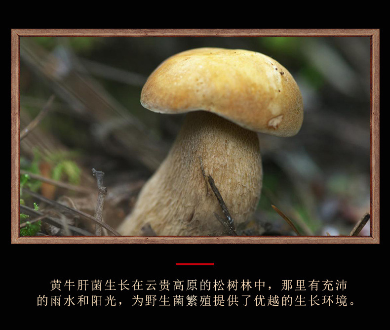 黄牛肝菌_06.jpg