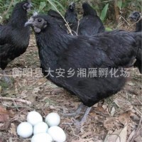 厂家出售绿壳蛋鸡苗五黑鸡苗乌骨鸡苗五黑一绿黑羽鸡苗高·产蛋苗