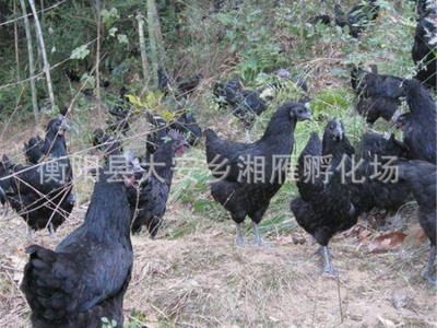 厂家出售绿壳蛋鸡苗五黑鸡苗乌骨鸡苗五黑一绿黑羽鸡苗高·产蛋苗图4