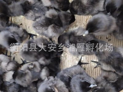 厂家出售绿壳蛋鸡苗五黑鸡苗乌骨鸡苗五黑一绿黑羽鸡苗高·产蛋苗图3