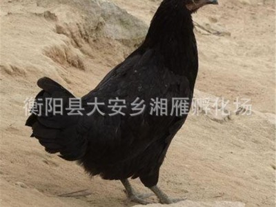厂家出售绿壳蛋鸡苗五黑鸡苗乌骨鸡苗五黑一绿黑羽鸡苗高·产蛋苗图2