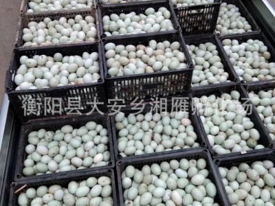 厂价出售金锭蛋鸭苗高产绿壳蛋鸭苗江南蛋鸭麻羽青壳蛋产蛋鸭苗图3