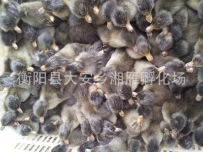 厂价出售金锭蛋鸭苗高产绿壳蛋鸭苗江南蛋鸭麻羽青壳蛋产蛋鸭苗图5