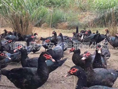 大种黑番鸭洋鸭母苗公苗非洲雁旱鸭苗母黑蛋鸭麻鸭肉鸭苗出壳混苗图2