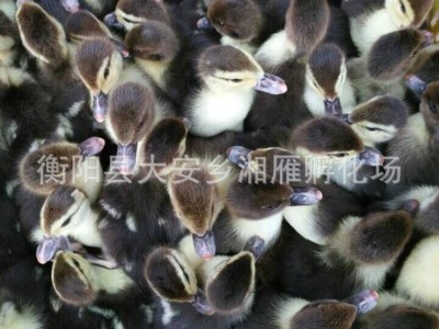 大种黑番鸭洋鸭母苗公苗非洲雁旱鸭苗母黑蛋鸭麻鸭肉鸭苗出壳混苗图5