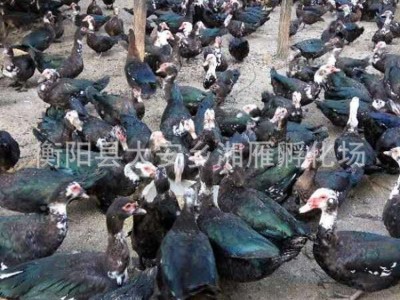大种黑番鸭洋鸭母苗公苗非洲雁旱鸭苗母黑蛋鸭麻鸭肉鸭苗出壳混苗图4