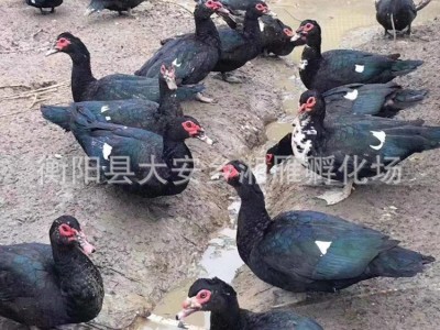 大种黑番鸭洋鸭母苗公苗非洲雁旱鸭苗母黑蛋鸭麻鸭肉鸭苗出壳混苗图3