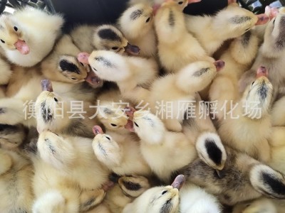 批发小黄鸭苗公苗绿壳蛋鸭苗金锭高产蛋鸭苗批发江南一号青壳四号图2