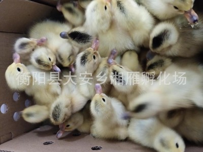 批发小黄鸭苗公苗绿壳蛋鸭苗金锭高产蛋鸭苗批发江南一号青壳四号图3