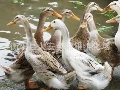 批发小黄鸭苗公苗绿壳蛋鸭苗金锭高产蛋鸭苗批发江南一号青壳四号图5