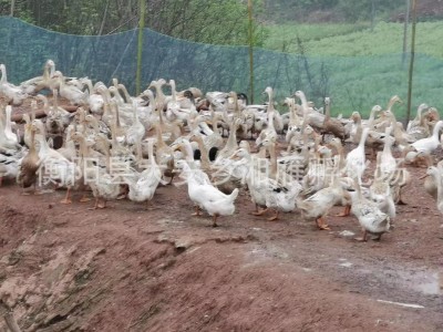 批发小黄鸭苗公苗绿壳蛋鸭苗金锭高产蛋鸭苗批发江南一号青壳四号图4