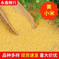 现货供应批发农家黄小米 月子米黄金苗小米 袋装五谷杂粮黄小米