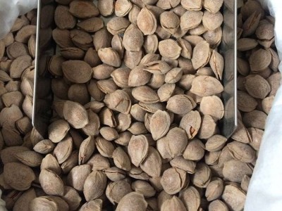 坚果新品开口杏仁 厂家供应特产手剥小杏仁干果杏仁休闲零食批发图4