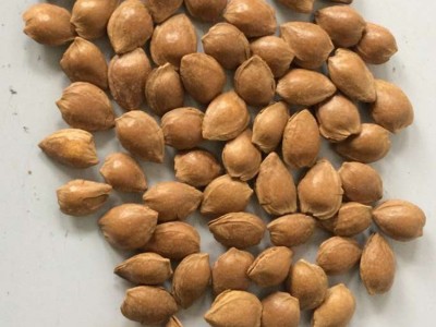 坚果新品开口杏仁 厂家供应特产手剥小杏仁干果杏仁休闲零食批发图5