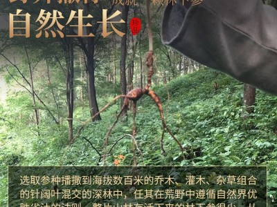 厂家直销长白山林下参 正品野山参15年25年移山参籽货干参礼盒图4