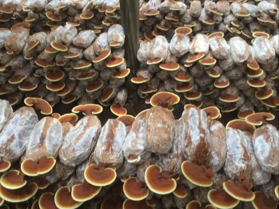 产地销售赤灵芝 带粉灵芝 药厂投料灵芝图3