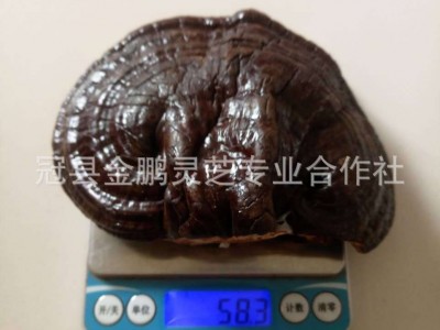 现货供应 紫灵芝 长白山紫灵芝 紫灵芝片免费切片打粉图5