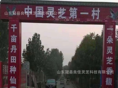 山东冠县灵芝之乡黑灵芝图2