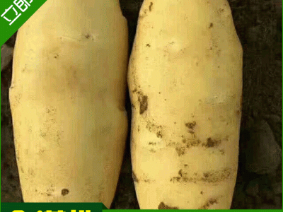 量大从优荷兰七号土豆种 荷兰十五种薯厂家销售图2