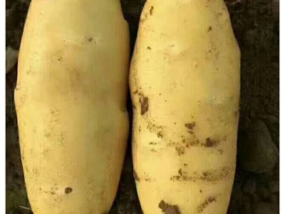 量大从优荷兰七号土豆种 荷兰十五种薯厂家销售图5