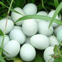 鸡蛋新鲜绿皮土鸡蛋40枚农家散养谷物正宗草鸡蛋柴鸡蛋批发整箱