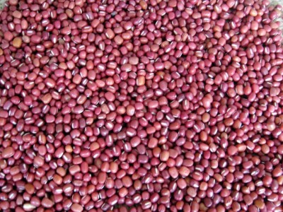 红豆大量批发 原料豆类粗粮 五谷杂粮 婴幼儿伤员病号改善伙食图3