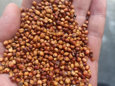 酿酒专用  酒厂大量批发 宠物饲料批发 量大从优 可议价图2