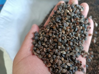 酿酒专用 优质荞麦 宠物饲料 大量批发图4