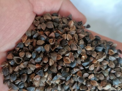 酿酒专用 优质荞麦 宠物饲料 大量批发图2