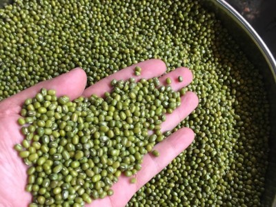 产地直销 批发25kg装 精选缅甸绿豆图2