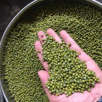产地直销 批发25kg装 精选缅甸绿豆
