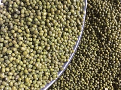 产地直销 批发25kg装 精选东北芽菜绿豆 发芽专用图2