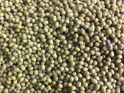产地直销 批发25kg装 精选东北芽菜绿豆 发芽专用图4