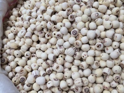 低温烘焙熟白莲子 磨皮 无芯 磨粉 现磨豆浆 五谷杂粮 原料图3