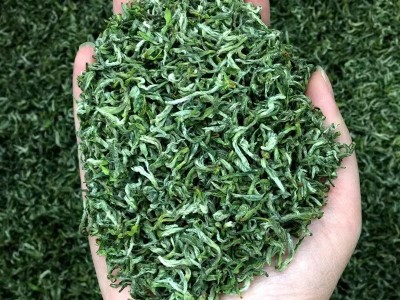 批发明前碧螺春高山云雾茶炒青散装绿茶 2022年新茶春茶苏 州源产图2
