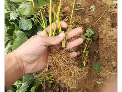 批发小白草莓苗 桃熏草莓适合南北方种植水果树地栽草莓盆景基地图5