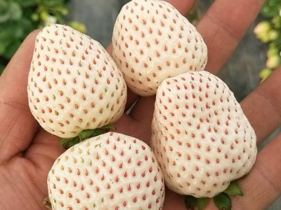 批发小白草莓苗 桃熏草莓适合南北方种植水果树地栽草莓盆景基地图2