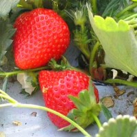 批发小白草莓苗 桃熏草莓适合南北方种植水果树地栽草莓盆景基地