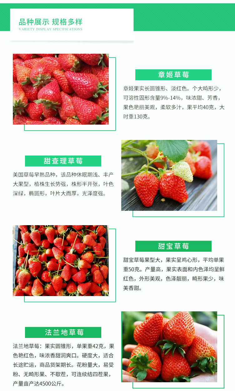 1、草莓_05