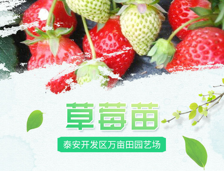 1、草莓_01