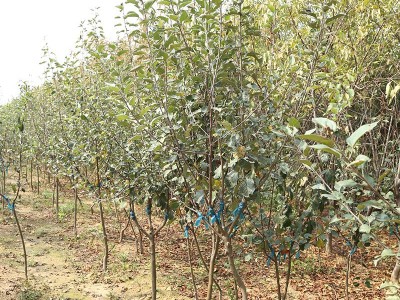 批发美国蛇果苹果树苗嫁接矮化苹果树2公分3公分大规格苹果树苗图3
