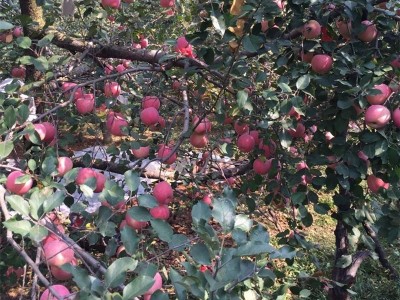 批发美国蛇果苹果树苗嫁接矮化苹果树2公分3公分大规格苹果树苗图2